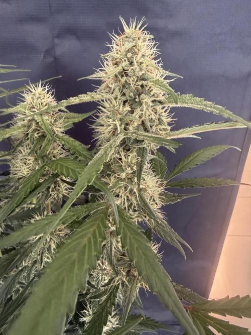 🍈🍦. Week 11