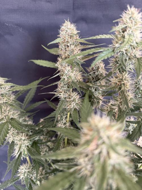 🍈🍦. Week 11