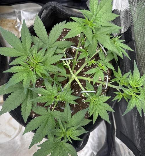 ❄️‼️F4. Week 4