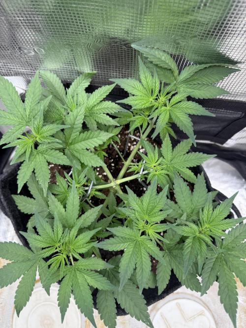❄️‼️F4. Week 4