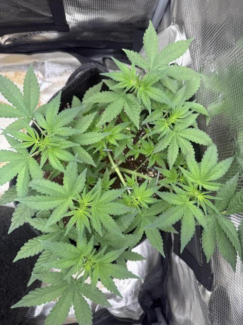 ❄️‼️F4. Week 4