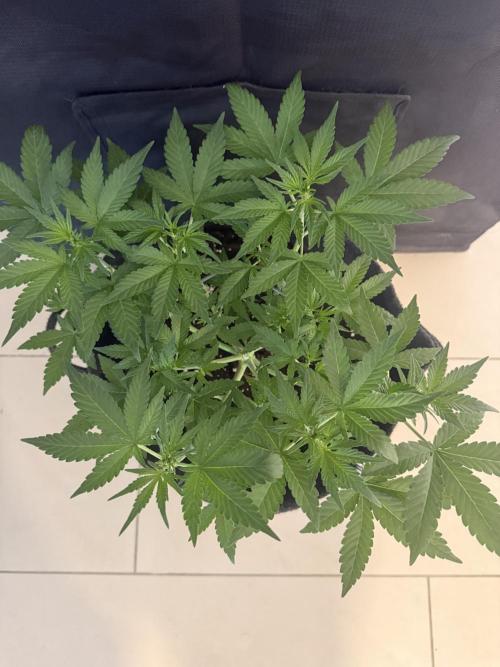 ❄️‼️F4. Week 4