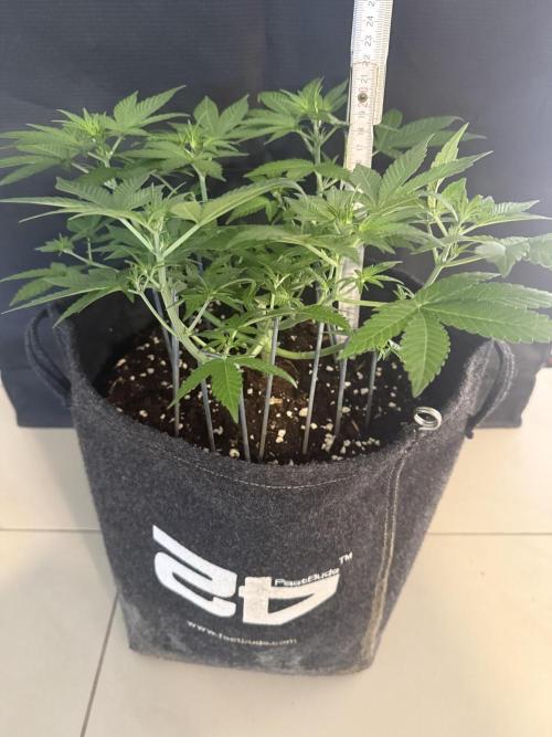 ❄️‼️F4. Week 4