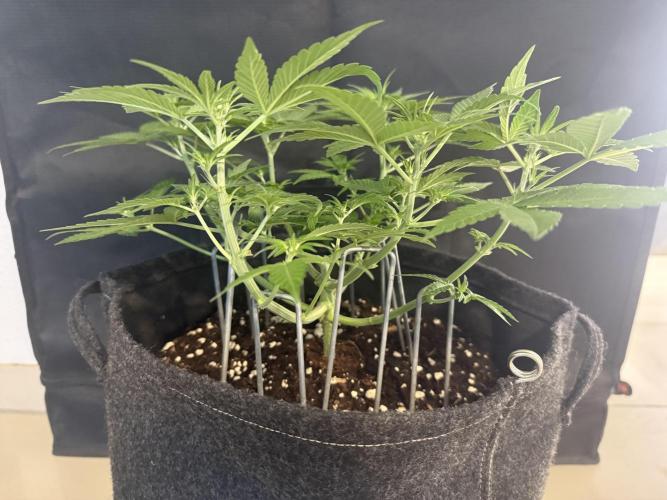 ❄️‼️F4. Week 4