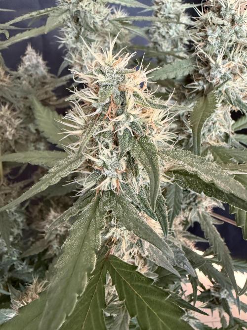 🍈🍦. Week 12