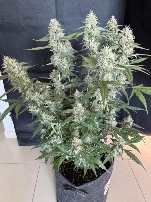 🍈🍦. Week 12