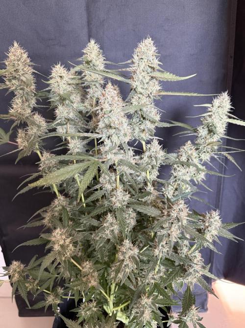 Guava Runtz Auto. Week 12