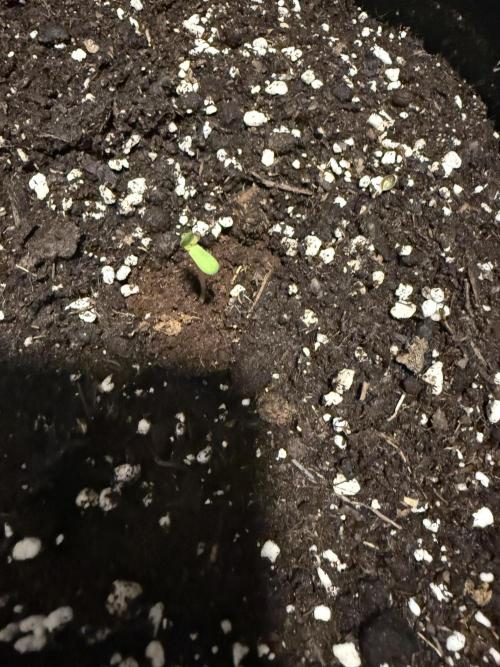 🍓🦍. Week 0
