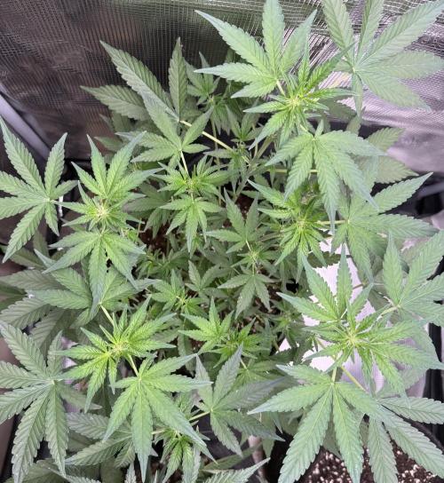 ❄️‼️F4. Week 5