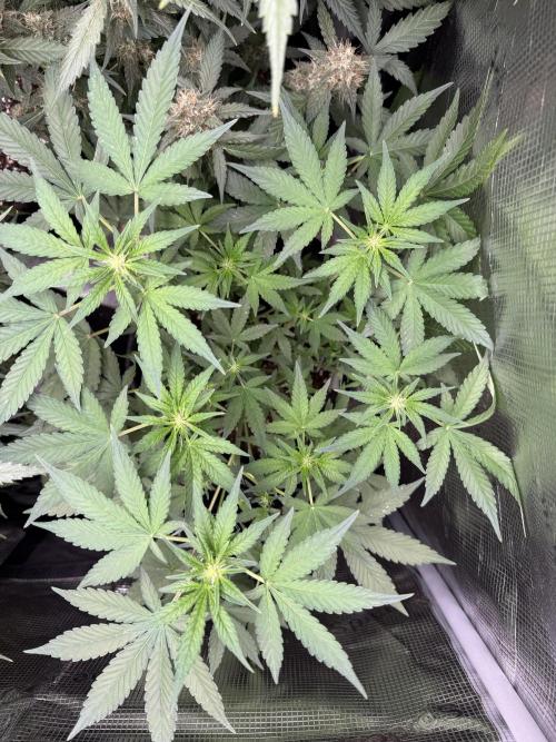 ❄️‼️F4. Week 5