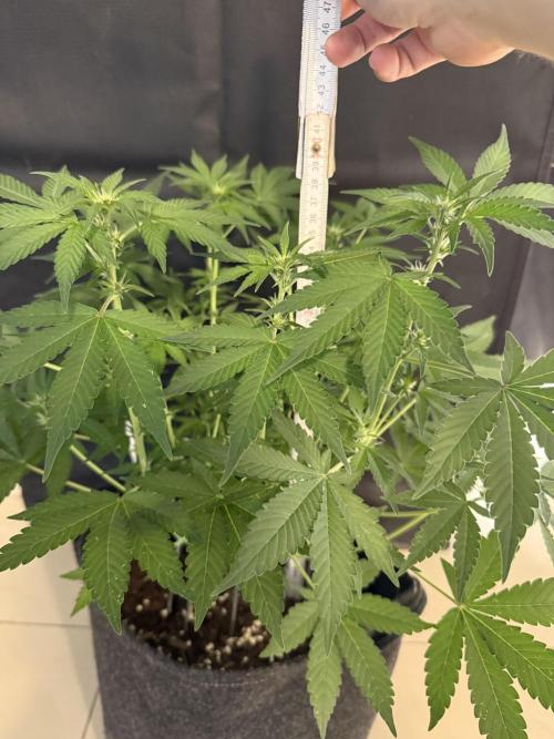 ❄️‼️F4. Week 5
