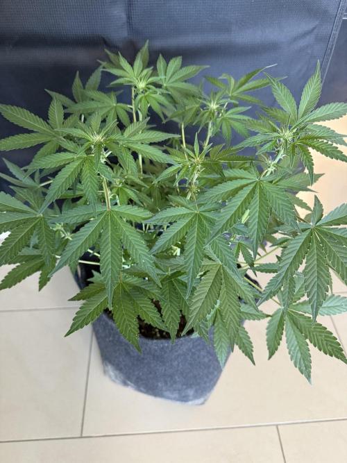❄️‼️F4. Week 5