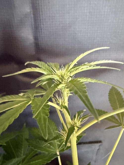 ❄️‼️F4. Week 5