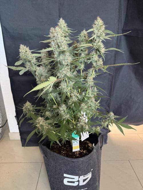 🍈🍦. Week 13
