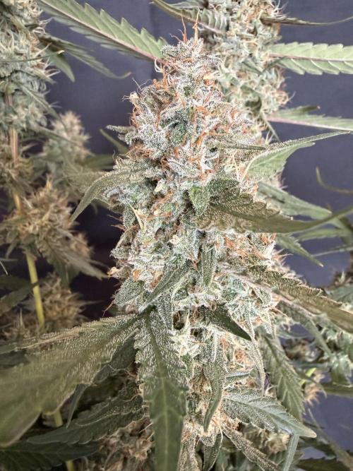 🍈🍦. Week 13