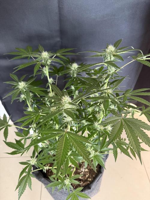 ❄️‼️F4. Week 6
