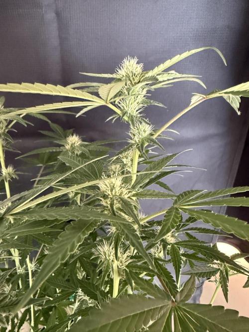 ❄️‼️F4. Week 6