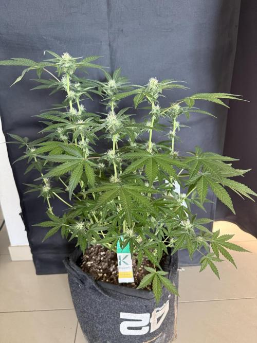 ❄️‼️F4. Week 6