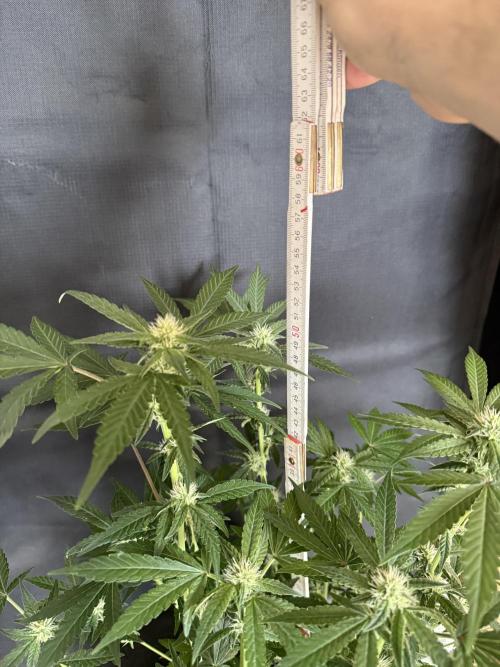 ❄️‼️F4. Week 6