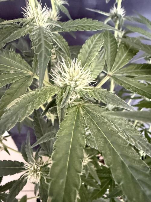 ❄️‼️F4. Week 6