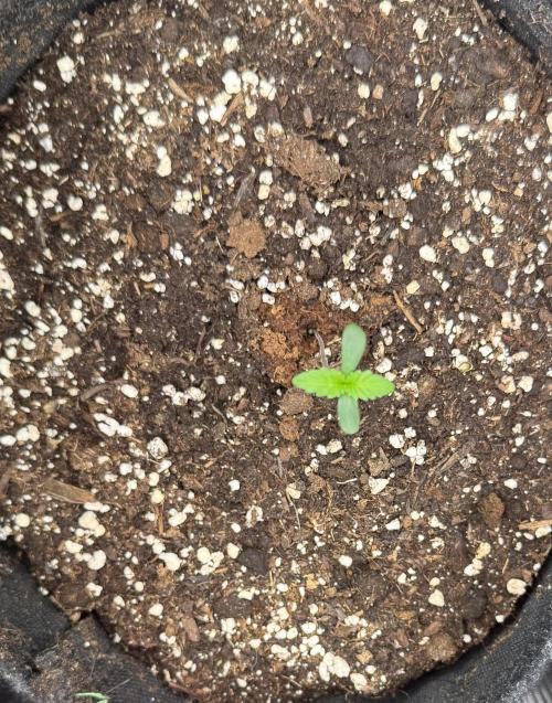 🍓🦍. Week 1