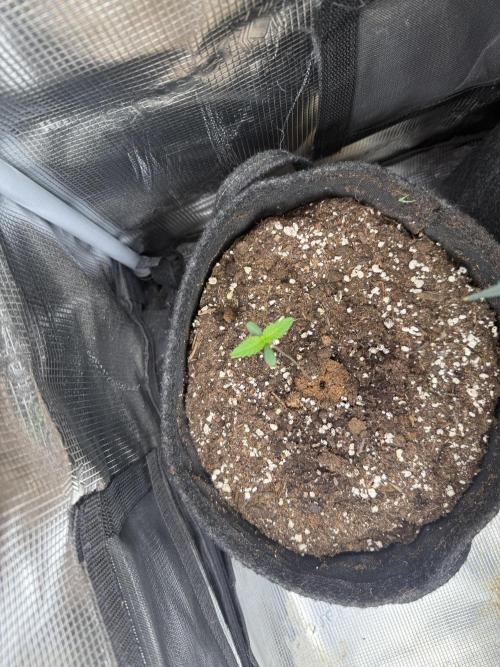 🍓🦍. Week 1