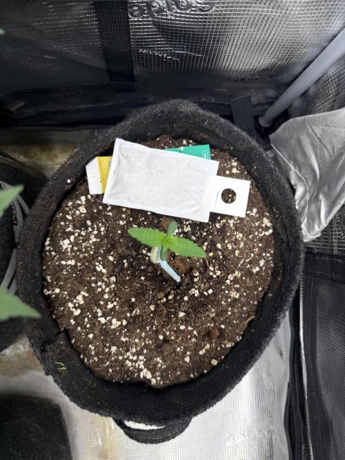 🍓🦍. Week 1