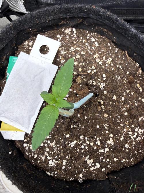 🍓🦍. Week 1