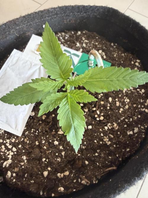🍓🦍. Week 1