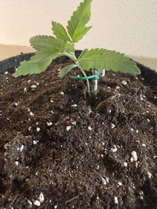🍓🦍. Week 1