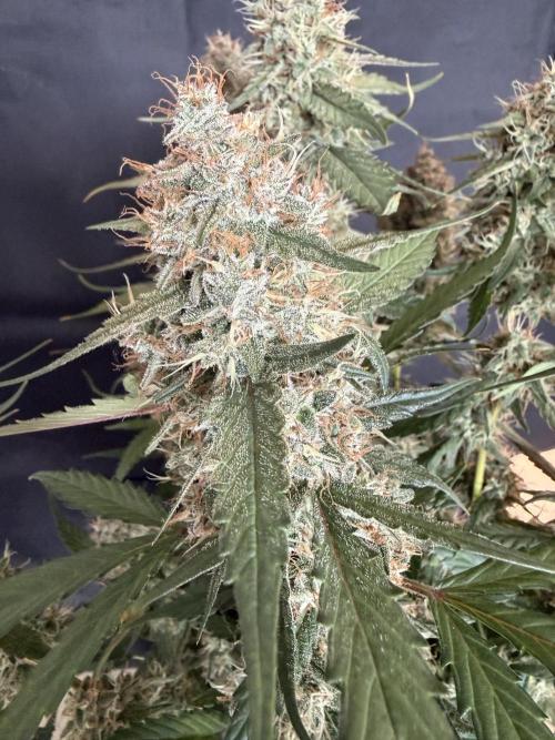 🍈🍦. Week 14