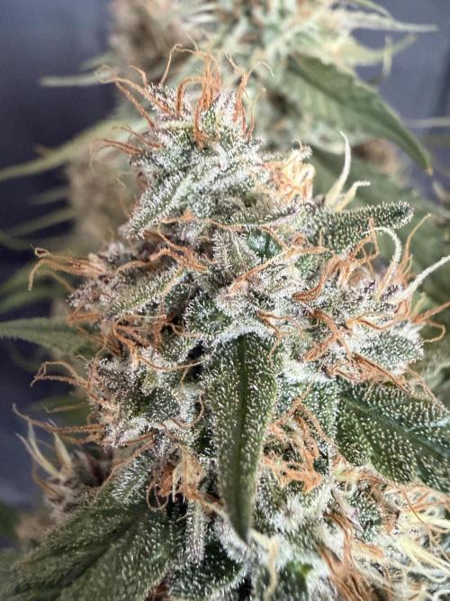 🍈🍦. Week 14