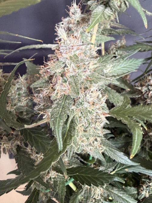 🍈🍦. Week 14