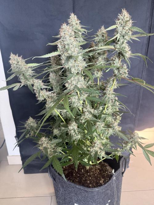 🍈🍦. Week 14