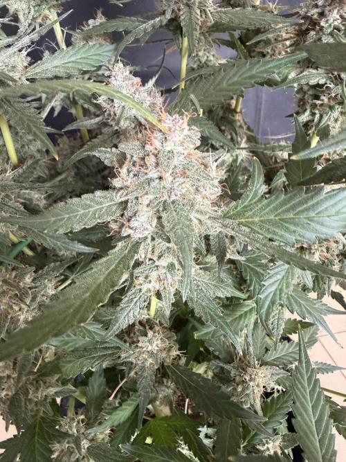 🍈🍦. Week 14