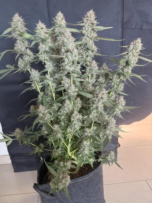 🍈🍦. Week 14