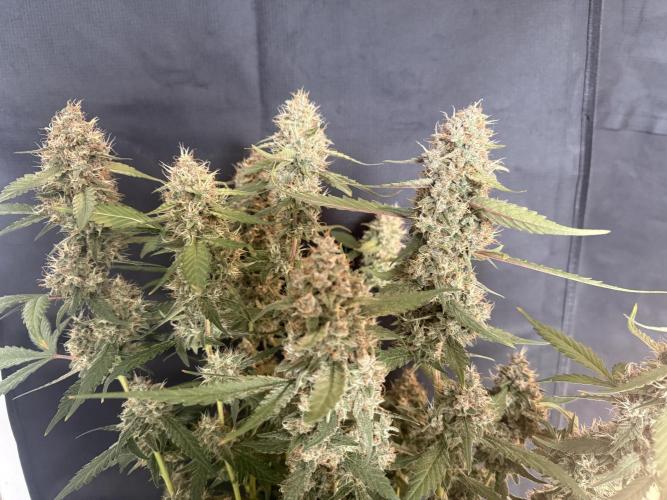 🍈🍦. Week 14