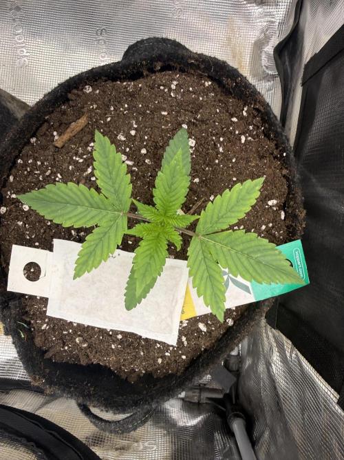 🍓🦍. Week 2