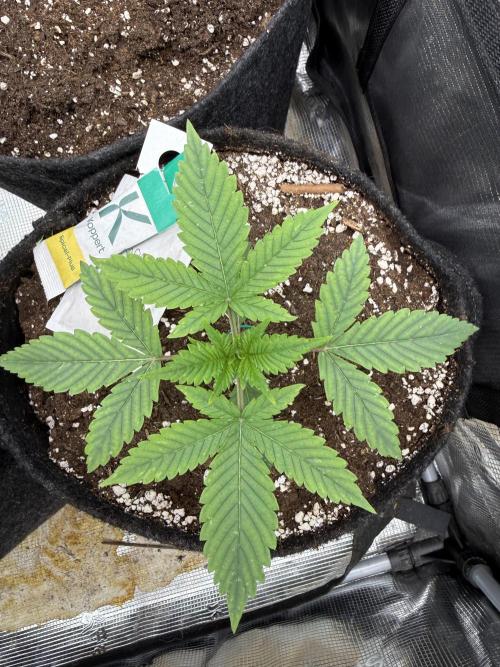 🍓🦍. Week 2