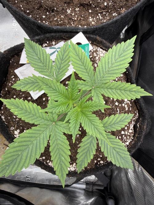 🍓🦍. Week 2