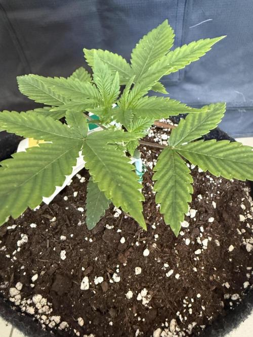 Strawberry Gorilla Auto. Week 2