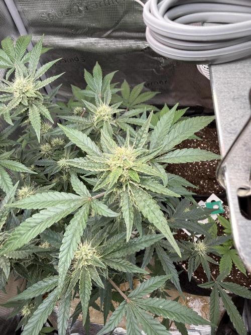 ❄️‼️F4. Week 7