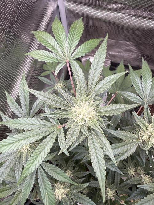 ❄️‼️F4. Week 7