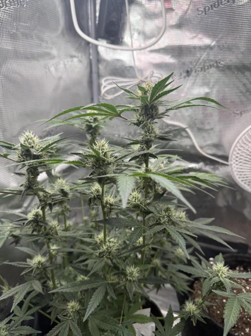 ❄️‼️F4. Week 7