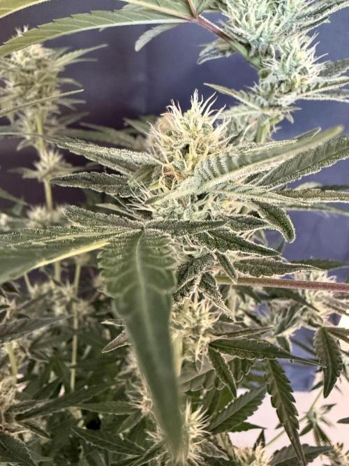 ❄️‼️F4. Week 7