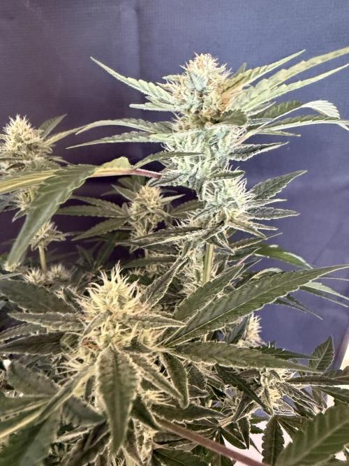 ❄️‼️F4. Week 7