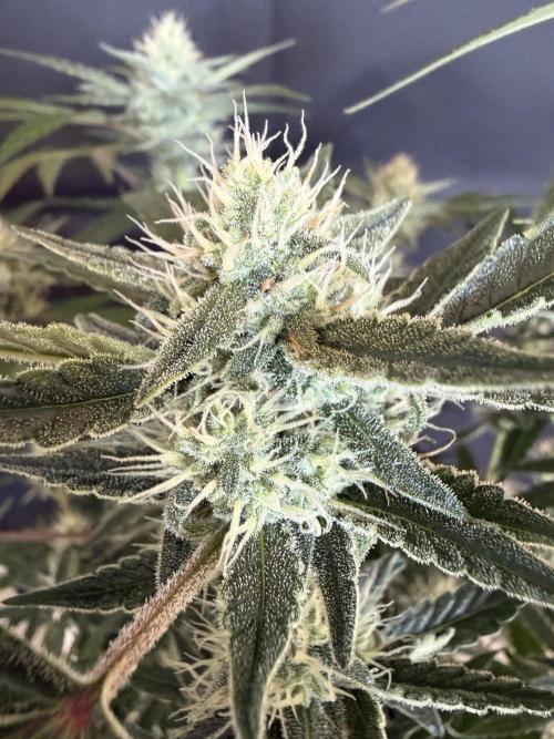 ❄️‼️F4. Week 7