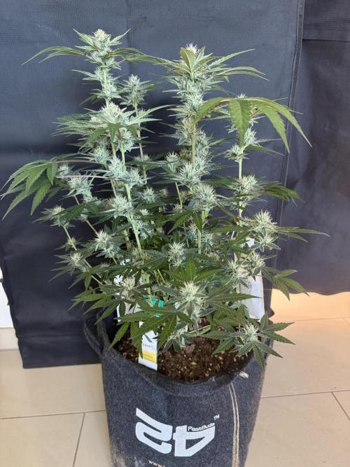 ❄️‼️F4. Week 7