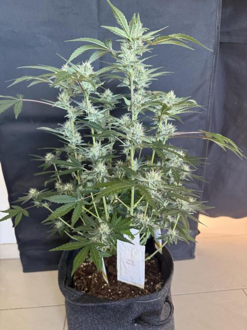 ❄️‼️F4. Week 7