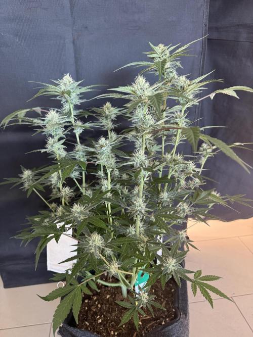 ❄️‼️F4. Week 7